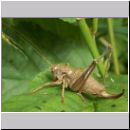 Pholidoptera griseoaptera - Strauchschrecke w03.jpg